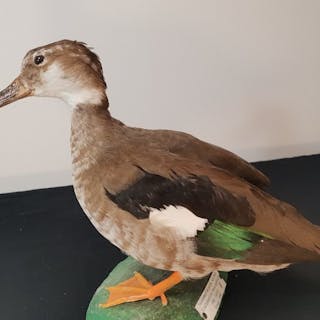 ringed tealfull body mount vanellus armatus 20 24 13 cm