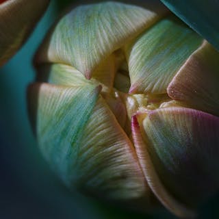 Inna Etuvgi, alias My Psychedelic Garden - Tulip. Light. Love
