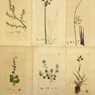 James Sowerby - Set of 6 botanical prints - British wild...
