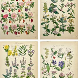 James Sowerby - Set of 4 antique botanical illustrations - Burnet Rose