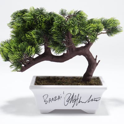 Ralph Macchio Signed The Karate Kid Bonsai Tree Replica Inscribed Barnebys