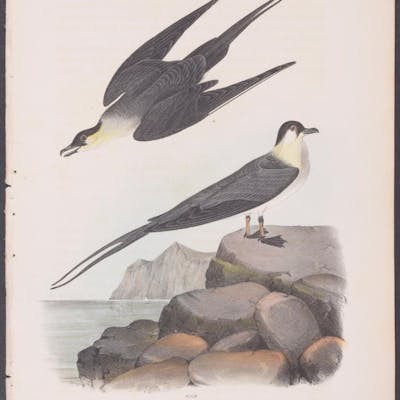 Arctic Jager John James Audubon Antique Print Bird Natural History Barnebys