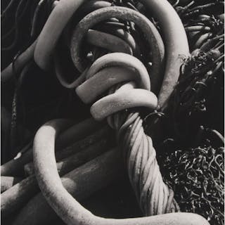 Edward Weston (1886-1958), American - KELP, 1930